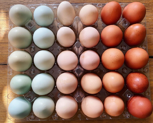 The Fascinating Science Behind Egg Colors, Shapes, and Shades