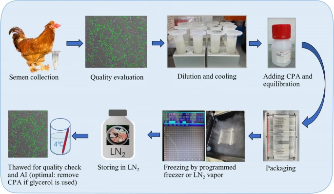 Poultry genetic heritage cryopreservation and reconstruction: growth and future challenges