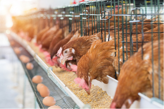 APHIS Broadcasts Updates to Indemnity Program for Extraordinarily Pathogenic Avian Influenza on Poultry Farms