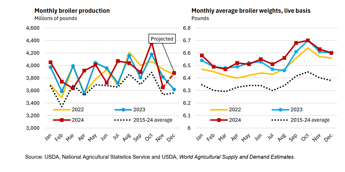 USDA Report Highlights Fourth-Quarter Decline in Broiler Manufacturing and Revised 2025 Projections