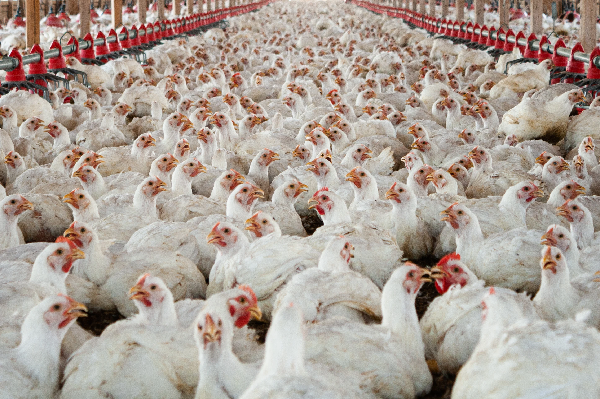 Rising Tendencies Advocate Elevated Broiler Rooster Output in 2024