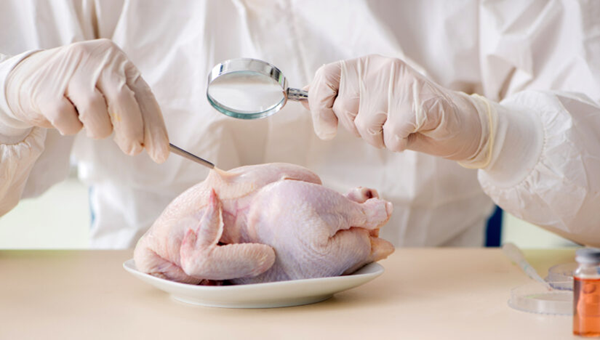 FSA probes why Campylobacter movement hasn’t decreased circumstances