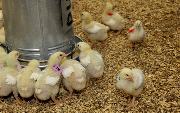 New probiotic confirmed to reinforce digestion in poultry and swine