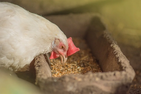 New Electrochemical Sensor Enhances Fructose Detection in Poultry Feed