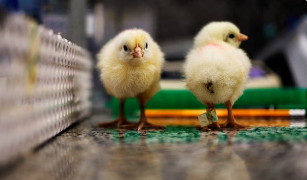 Gene tech spares male chicks from cull by stopping them from hatching