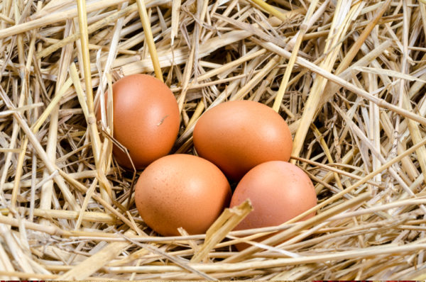 Cracking the Code: Sustaining Eggs inside the Nest