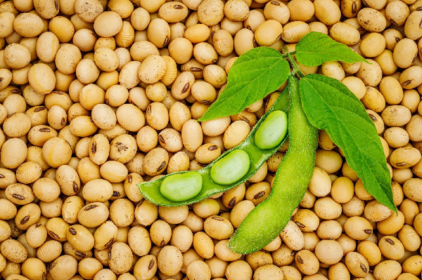 Pakistan Lifts GMO Soybean Import Ban Amid Poultry Commerce Challenges