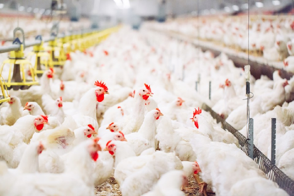 Webinar sequence objectives to help poultry producers safeguard flocks